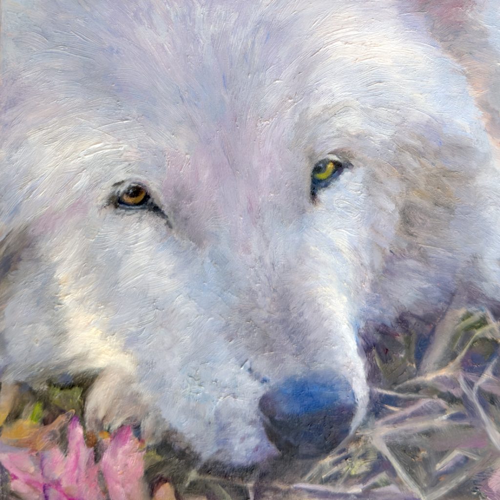 White Wolf Conservancy Oil Painting Alawa